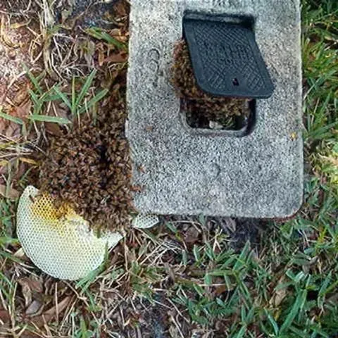thumbnail for publication: Living with African Bees in Florida's Outdoor Workplaces